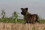 BOUVIER DES ARDENNES 181